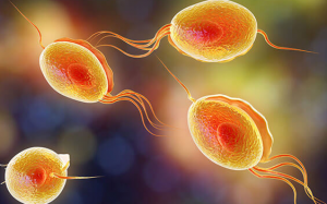 Nhiễm sán dây bò nguy hiểm thế nào và cách phòng tránh?