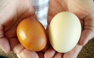 Trứng gà và trứng vịt giống và khác nhau thế nào?