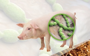 Ca bệnh tử vong chỉ sau 2 ngày sốt cao do nhiễm liên cầu lợn