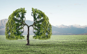 3 cách tự nhiên làm sạch phổi và tăng cường hô hấp