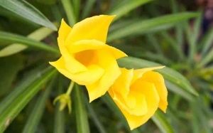 FDA cảnh báo sản phẩm chứa cây thông thiên gây ngộ độc