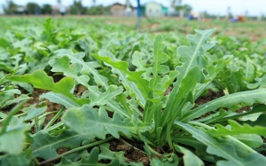 Sa sâm – dược liệu quý vùng cát biển