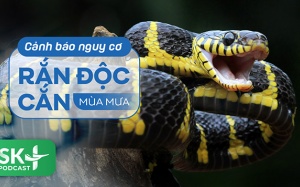 Podcast: Cảnh báo nguy cơ rắn độc cắn mùa mưa