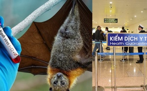 Virus Nipah bùng phát ở Ấn Độ, TP.HCM giám sát chặt người nhập cảnh