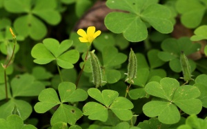 Tiềm năng của cây chua me đất hoa vàng với hệ tiêu hóa