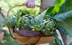 Hoa atiso: Thực phẩm dồi dào dinh dưỡng, tốt cho tiêu hóa