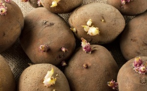 Khoai tây có 2 dấu hiệu này thì không nên ăn