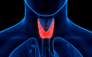 Dấu hiệu nhận biết nhân xơ tuyến giáp