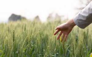 Tử vi thứ Tư (15/11/2023): Nhân Mã sẽ tìm được bình yên trong cuộc sống