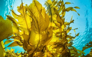 Ăn rong biển đúng cách để bảo vệ sức khỏe 