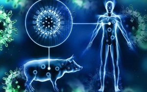 Những điều cần biết về chủng cúm lợn trên người vừa phát hiện ở Anh