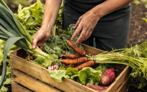 Môi trường bền vững - yếu tố sống còn đối với ngành F&B?