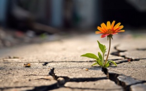 Tử vi Chủ nhật (10/12/2023): Ma Kết nên kiên trì giải quyết khó khăn