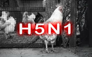 Tăng cường phòng, chống cúm gia cầm lây sang người dịp cuối năm