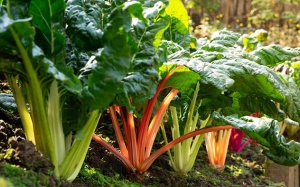Cải cầu vồng: Loại rau đẹp mắt lại tốt cho sức khỏe