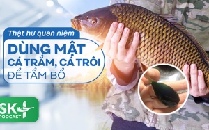 Podcast: Thật hư quan niệm dùng mật cá trắm, cá trôi để tẩm bổ