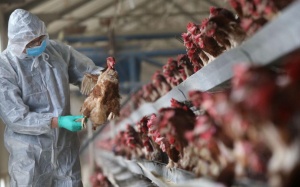 Trung Quốc ghi nhận ca tử vong vì nhiễm cùng lúc 2 chủng cúm gia cầm