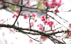 Tử vi ngày đầu khai Xuân của 12 cung hoàng đạo - thứ Năm (15/2/2024)