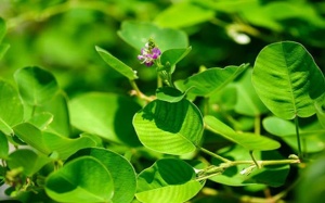 TPBVSK Kim Đởm Khang có giúp hỗ trợ bào mòn sỏi mật không?