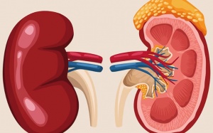 Thông tin tổng quan về suy thận độ 3 bạn cần biết