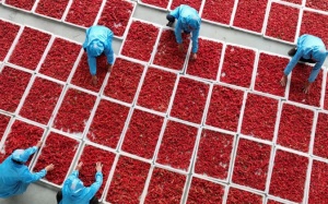 Phát hiện vị thuốc Đông y tiềm năng trong hỗ trợ điều trị ung thư ruột kết 