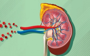 Tầm quan trọng của việc kiểm soát huyết áp ở người suy thận 