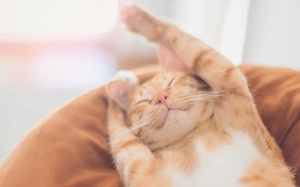 Tử vi thứ Hai (25/3/2024): Nhân Mã nên trân trọng giấc mơ của mình