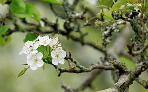 Mê mẩn ngắm hoa lê phủ trắng núi rừng vùng cao Tuyên Quang