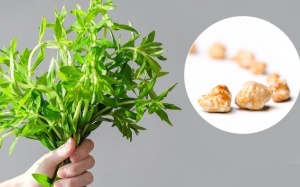 Trị sỏi mật bằng rau ngổ có an toàn không?