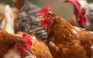 Việt Nam lần đầu ghi nhận ca mắc cúm A(H9), Bộ Y tế cảnh báo khẩn