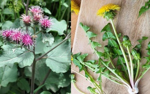 Hai loài cây họ Cúc với tiềm năng kiểm soát đái tháo đường  