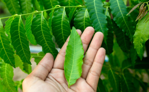 Chuyên gia chia sẻ 5 lợi ích sức khoẻ của lá neem trong mùa Hè