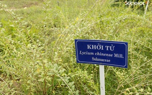 Bộ Y tế họp tháo gỡ khó khăn cho hoạt động xuất khẩu dược liệu