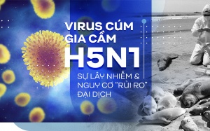 Virus cúm gia cầm H5N1, sự lây nhiễm và nguy cơ “rủi ro” đại dịch