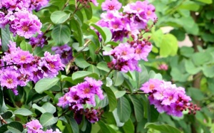 Sắc tím hoa bằng lăng về trên phố phường Hà Nội