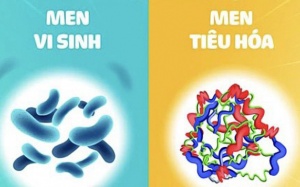 Rối loạn tiêu hóa dùng men vi sinh hay men tiêu hóa?