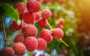 5 lý do khiến bạn không thể bỏ qua vải thiều trong mùa Hè