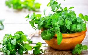 Bật mí 7 công dụng của bạc hà với sức khỏe