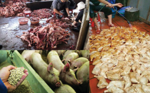 Phát hiện nhiều cơ sở trà trộn nguyên liệu thực phẩm trôi nổi