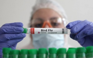 WHO xác nhận ca tử vong đầu tiên do cúm gia cầm A/H5N2
