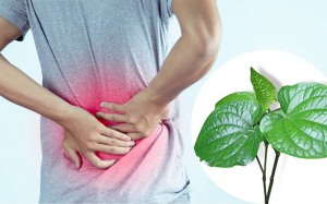 Mách bạn mẹo giảm đau lưng do thoát vị đĩa đệm bằng lá lốt 