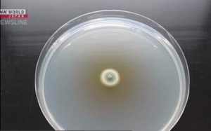 Công bố bức ảnh nấm mốc xanh tìm thấy ở nhà máy dược phẩm Kobayashi