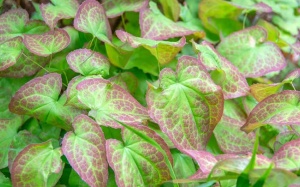 Cỏ sừng dê giúp cải thiện chứng rối loạn cương dương? 