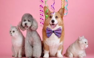 Chi bộn tiền cho việc nuôi thú cưng