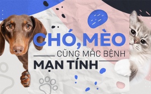 Chó mèo cũng mắc bệnh mạn tính