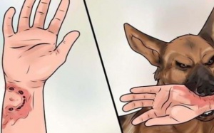 Bệnh dại: Chủ quan có thể trả giá bằng tính mạng