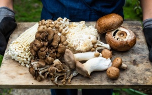 Loại nấm nào tốt nhất cho sức khoẻ?