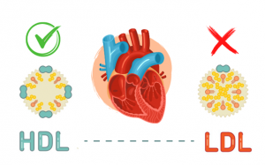 Biện pháp làm tăng “cholesterol tốt” HDL đơn giản  