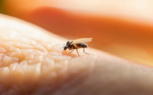 Bệnh sốt virus lây lan nhanh ở khu vực Mỹ Latin lây truyền qua muỗi