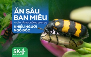 Podcast: Ăn sâu ban miêu nhằm tăng cường sinh lý, nhiều người ngộ độc